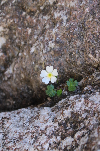 Blume zwischen Stein