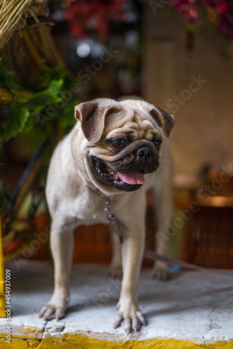Cheerful and funny pug puppy stands on the table and looks around. Adorable pug dog. Lovely picture. high quality photo. © Aleksandr