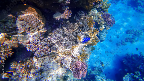 view of the corals of the underwater kingdom in which a blue shell lurks