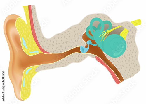 Anatomy and Physiology of the Ear. photo