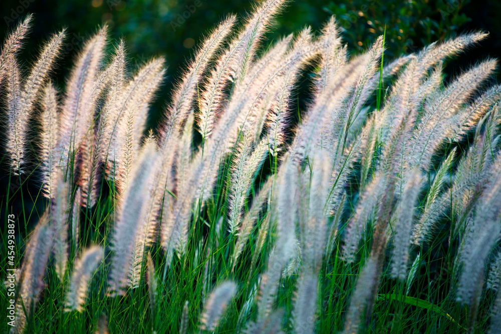 white reeds grass flower white reeds grass flower