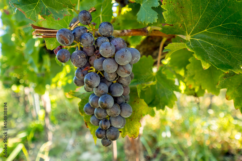 bunch of ripe grapes just before the harvest