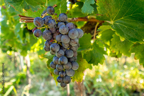 Wallpaper Mural bunch of ripe grapes just before the harvest Torontodigital.ca