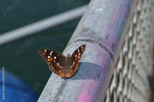 Female lesser purple emperor spreading her wings