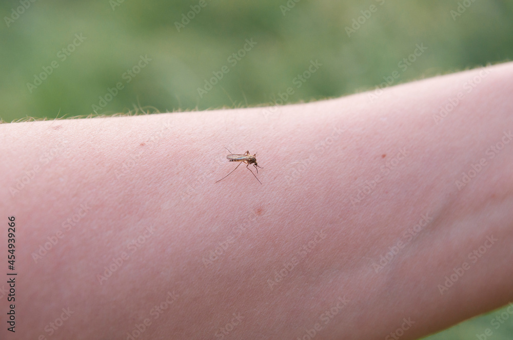 Obraz premium Close-up of the hand on which the mosquito sits and bites