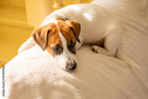 cute jack russell terrier puppy lies on a white pillow and falls asleep at home waiting for the owner, horizontal © Nataliia Makarovska