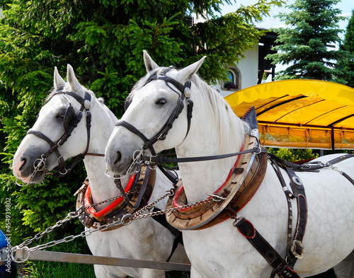  two cute white horses harnessed into a yellow carriage in Seefeld in Austria 