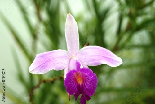 purple orchid flower