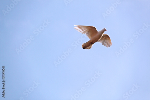 White dove