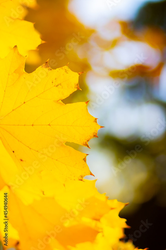 Maple leaves on branch. Colorful autumn maple leaves on a tree branch background. Fall background. Beautiful nature scene