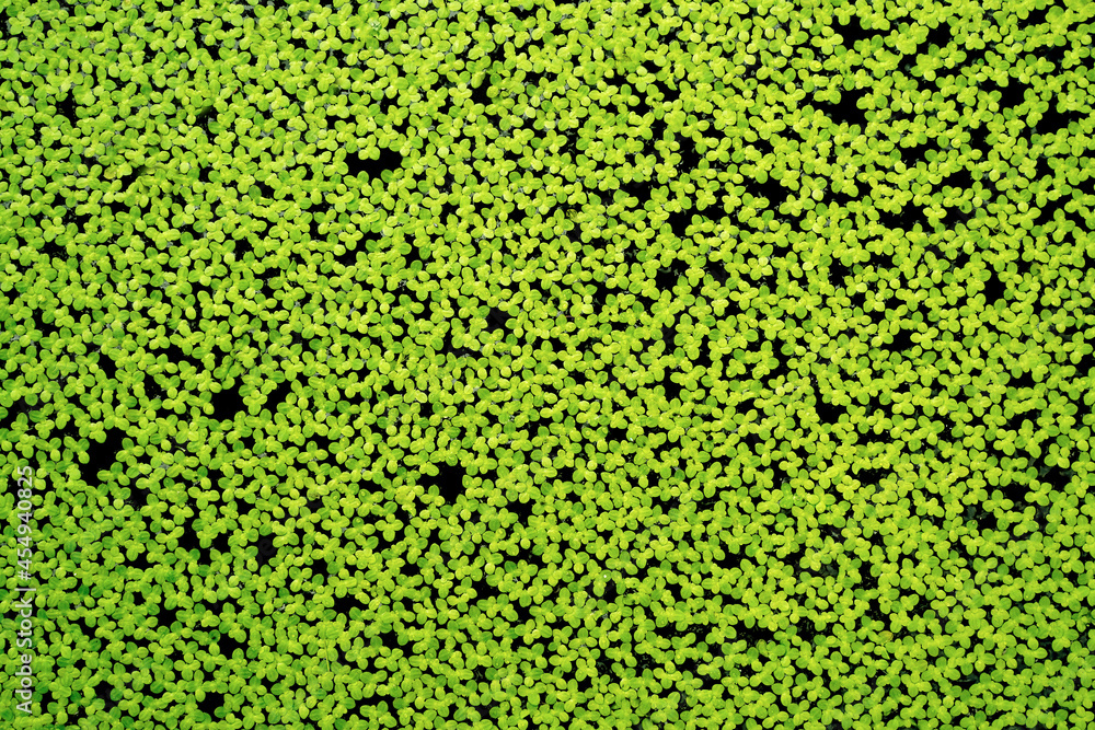 Small green leaves of plants, algae lie on the water and evenly cover the entire surface Small green leaves of plants, algae lie on the water and evenly cover the entire surface
