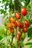 Red ripe tomatoes are hanging on a branch in a farmer's garden. Harvest of vegetables. Eco-friendly products