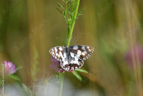 Brown and white Melanargia galathea butterfly