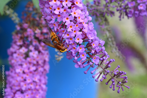 Volucella zonaria on summer lilac photo