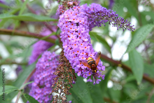 hornet mimic hoverfly on summer lilac