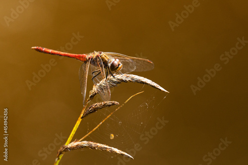 Dragonfly Yellow-winged darter, Sympetrum flaveolum resting on a plant by a small pond in Europe. 