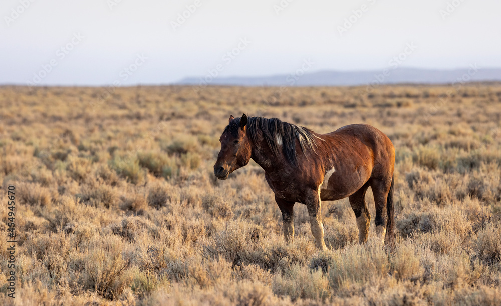 Wild Mustangs at McCullough peak Wild horse Management Area Wild Mustangs at McCullough peak Wild horse Management Area