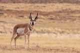 Pronghorn Antelope on Wyoming prairie