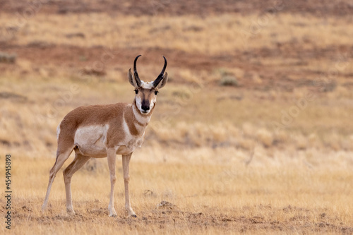 Pronghorn Antelope on Wyoming prairie © Dennis Donohue