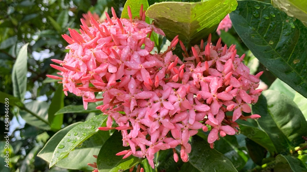 Close up Ixora Hybrid on the tree with green leaves The Tropical pink flower ,heart shape