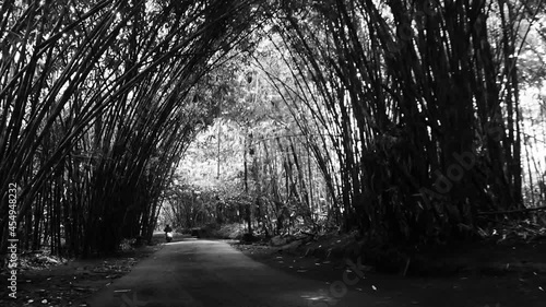 highway between lush bamboo forest, Bangli, Bali