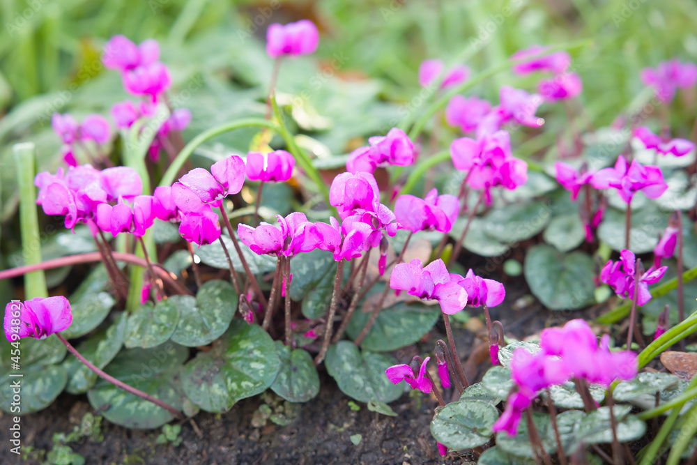 Obraz premium Cyclamens in winter, UK garden. Cyclamen coum flowers