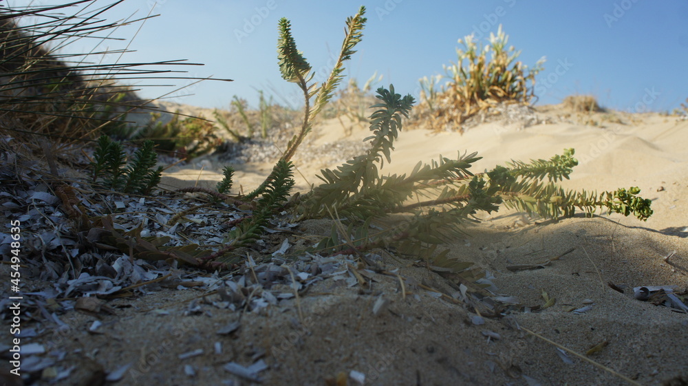 sand lilies on sand dunes in Mediterranean sea sand lilies on sand dunes in Mediterranean sea