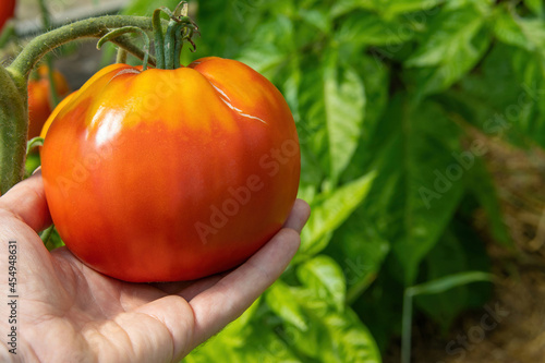 The farmer holds in his hand a huge ripe red tomato growing on a branch. The tomato was not picked in time and therefore it overripe and cracked.