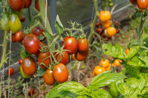 The farmer holds in his hand a huge ripe red tomato growing on a branch. The tomato was not picked in time and therefore it overripe and cracked.