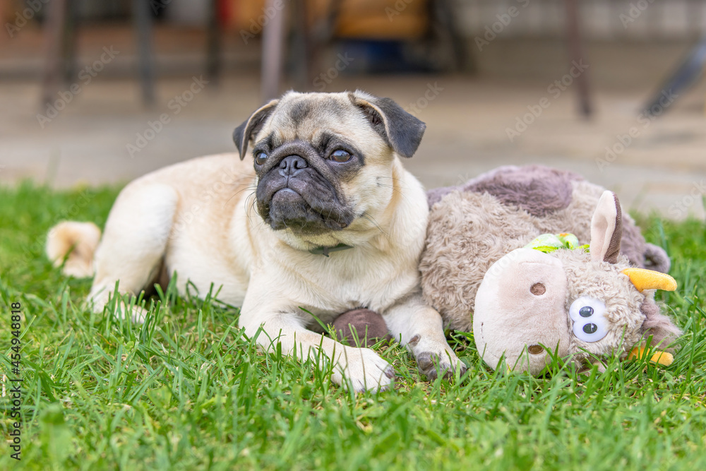 A pug lies on the lawn next to his favorite soft toy in the backyard