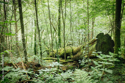 tronc d'arbre mort dans la forêt dans une tonalité verte photo