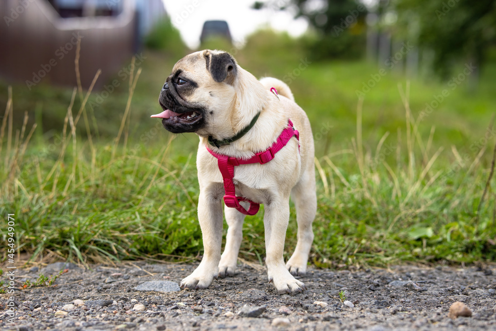 Cute pug puppy in a flea and tick collar and with red harnesses stands on a country road