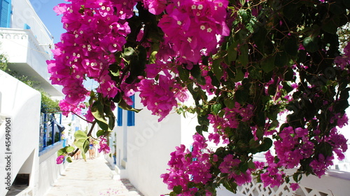 Canvastavla bougainvillaea and white traditional building In Greek island of Koufonisi Augus