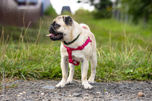 Obraz na płótnie Cute pug puppy in a flea and tick collar and with red harnesses stands on a coun