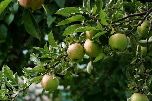 Green apples on a tree branch, Harvest time concept. High quality photo