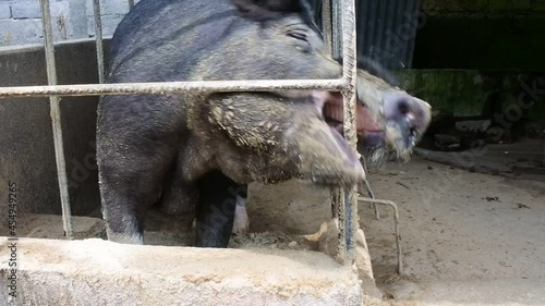 Wild boar as livestock are placed in a pen in Bangli, Bali