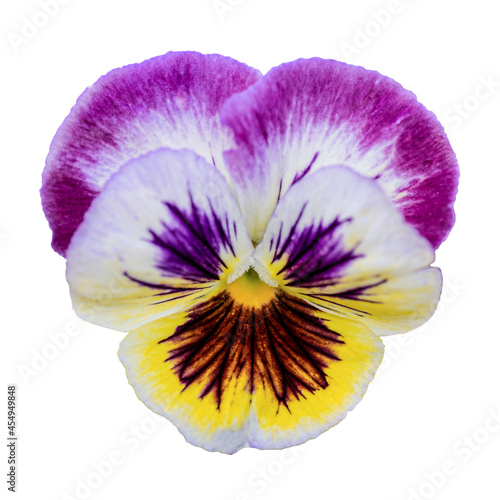 Pansy flower isolated on white background, feed from above. Design element, yellow flower with purple veins