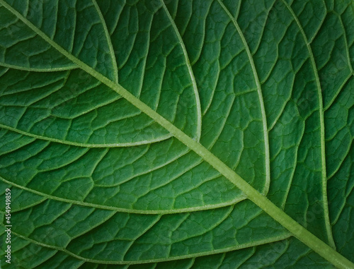 Green leaf veins background.