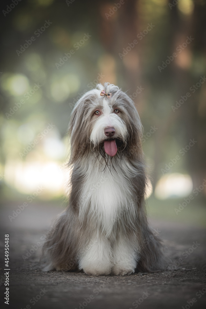 A funny bearded collie with an open mouth sitting on a sandy path and looking directly at the camera against the backdrop of a bright summer landscape A funny bearded collie with an open mouth sitting on a sandy path and looking directly at the camera against the backdrop of a bright summer landscape