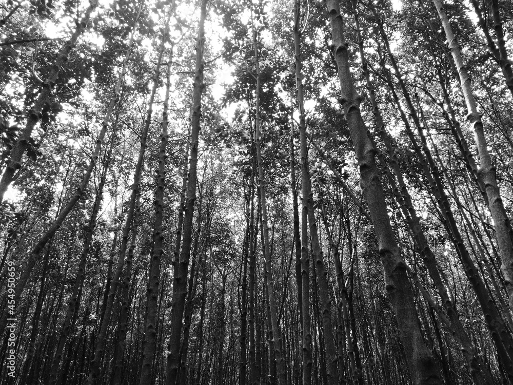 Tall trees in the deep forest, mangroves forest, in black and white tone. Tall trees in the deep forest, mangroves forest, in black and white tone.