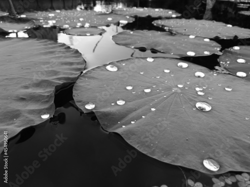 Lot of lotus leaf with drops of water in black and white tone.