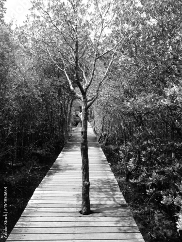 A lonely tree growth in the mid of walking path, mangroves area.