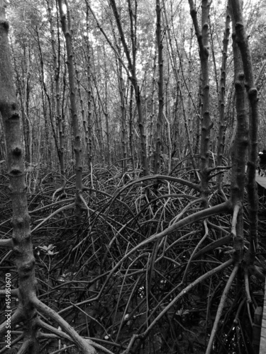 Beautiful, Rhizophora, mangroves trees in mangroves forest/intertidal forest. Black and white tone. Grey scale tone