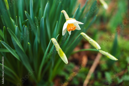 daffodil in the wind