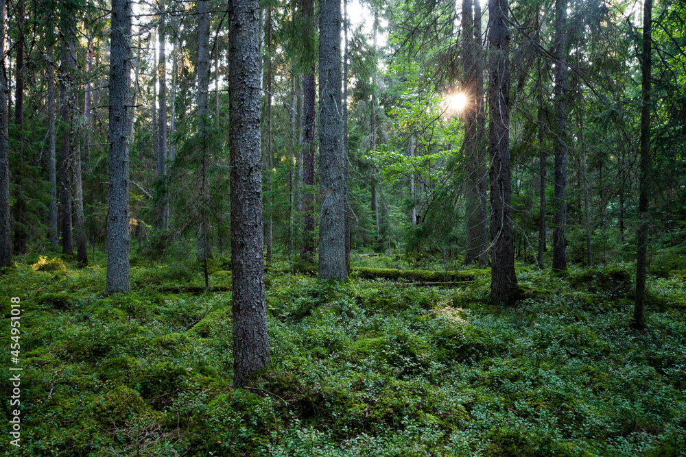 An Estonian old-growth forest with decaying and old trees during a summer evening. An Estonian old-growth forest with decaying and old trees during a summer evening.