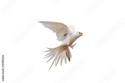 Cacatuidae parrot flying isolated on white.
