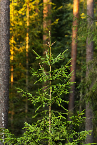 A small Norway spruce  Picea abies growing in Estonian boreal forest. 