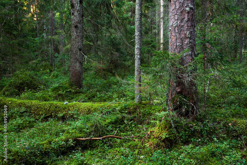 Obraz premium An Estonian old-growth forest with decaying and old trees during a summer evening. 
