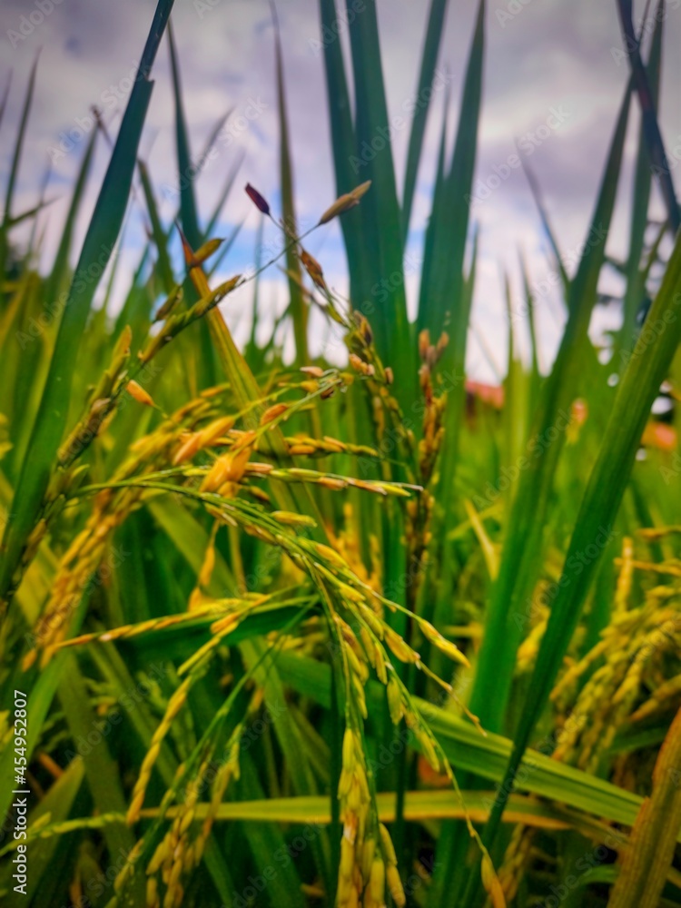 Obraz premium macro photography of yellowed rice in the middle of the rice field with a blurry effect