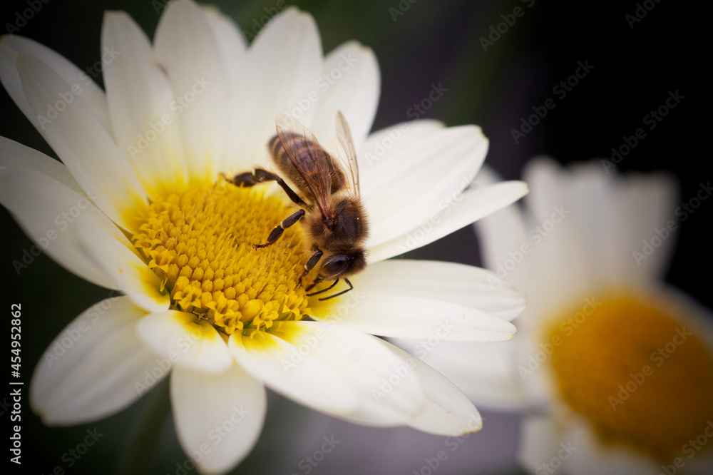 Obraz premium SONY DSC